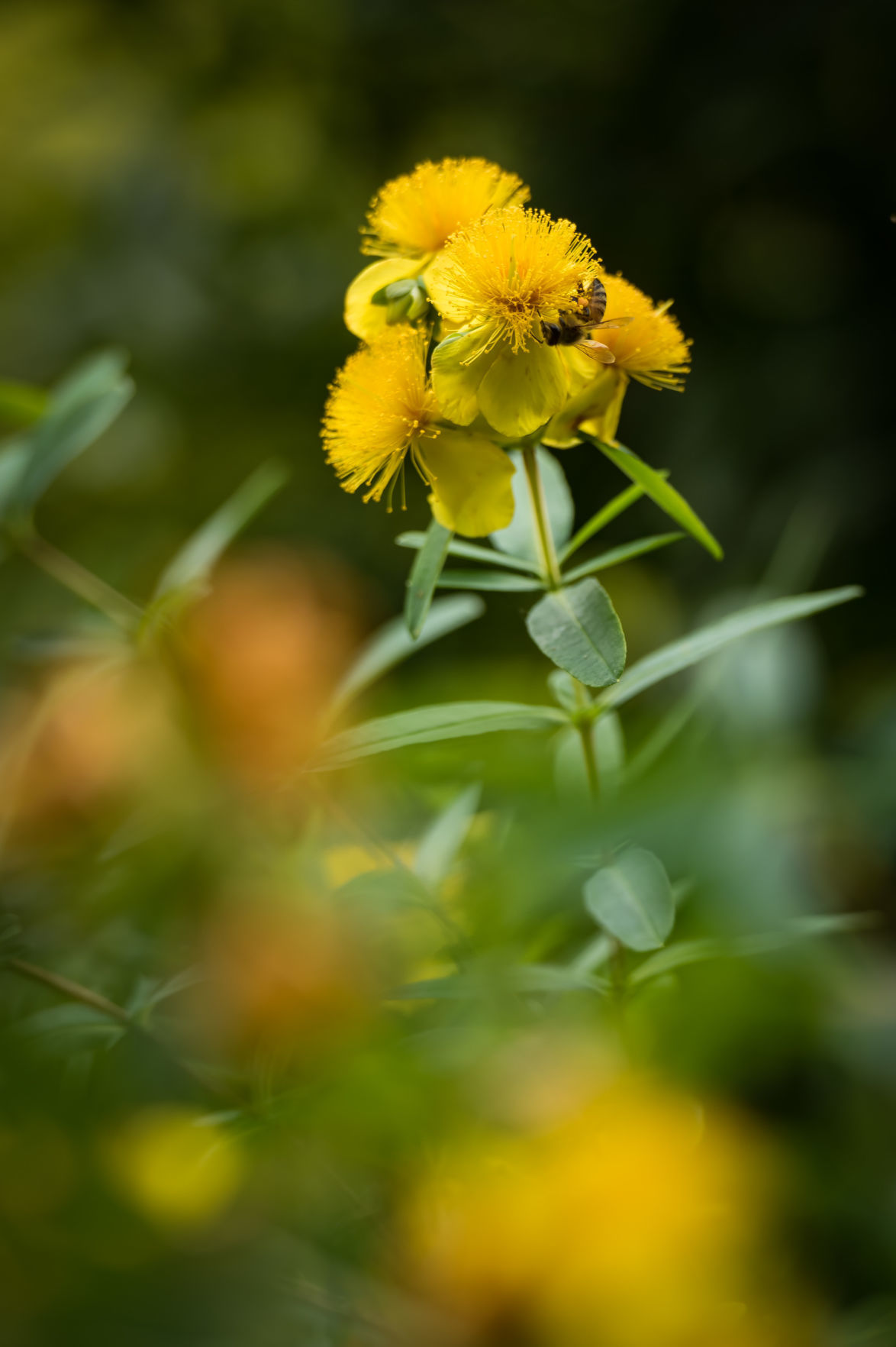 Lisa Swarthout's Garden